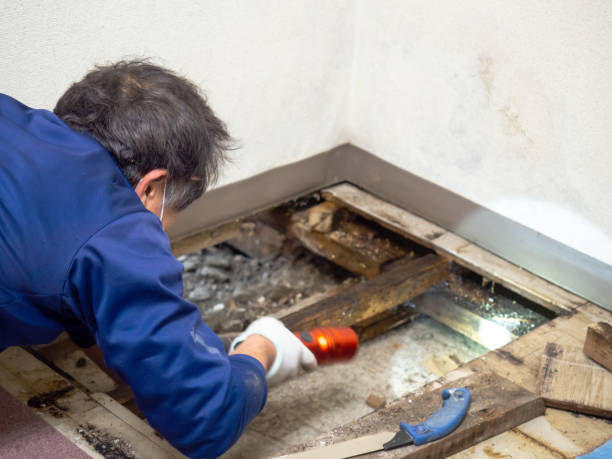 Best Emergency Mold Removal  in Ossian, IN