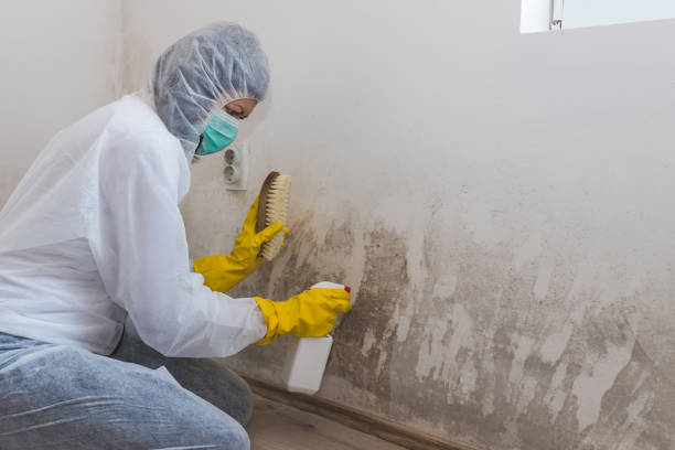 Best Office Mold Removal Services  in Ossian, IN