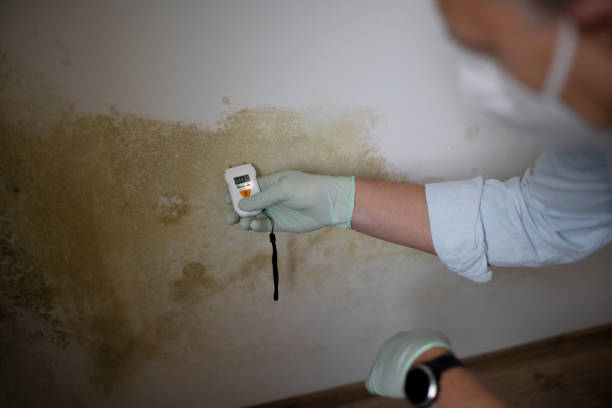 Best Black Mold Removal  in Ossian, IN